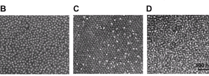 叶酸偶联壳聚糖-盐酸米托蒽醌纳米微粒制备方法