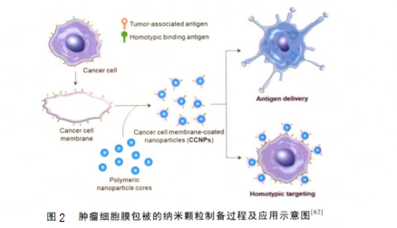 细胞膜包裹金纳米颗粒