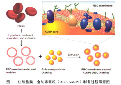 细胞膜包裹金纳米颗粒