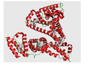 分子偶联的载体蛋白
