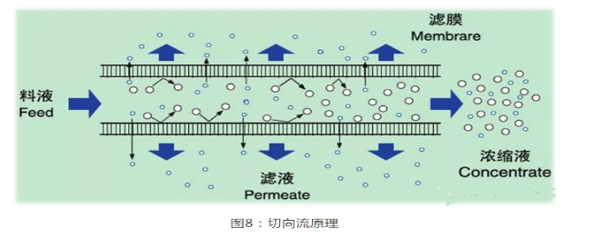 分离纯化单克隆抗体