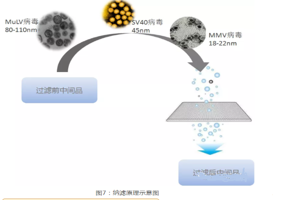 分离纯化单克隆抗体