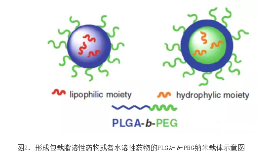 包载脂溶性**或水溶性**的PLGA-b-PEG纳米载体