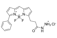 BDP R6G hydrazide.png