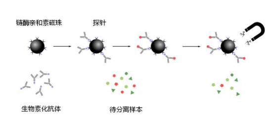 链霉亲合素修饰的四氧化三铁磁珠（白色，稀释液).png