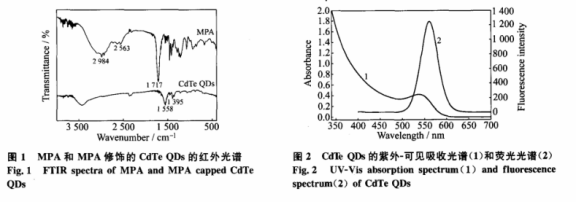 3-巯基丙酸修饰碲化镉量子点(MPA-CdTeQDs).png