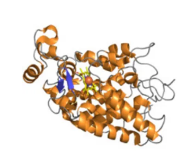 HRP-MAL|辣根过氧化物酶标记马来酰亚胺Maleimide-HRP|马来酰亚胺活化辣根过氧化物酶标记物-齐岳生物定制试剂.png