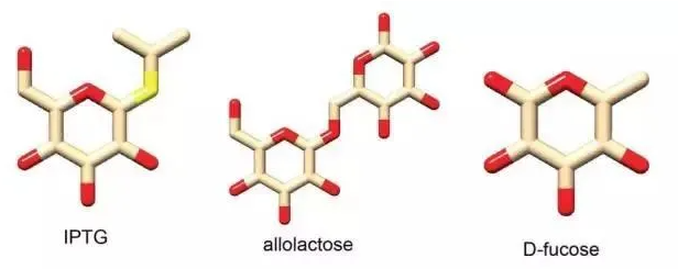 小分子**