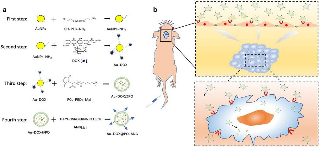 dox修饰纳米金或二氧化硅;阿霉素修饰纳米金