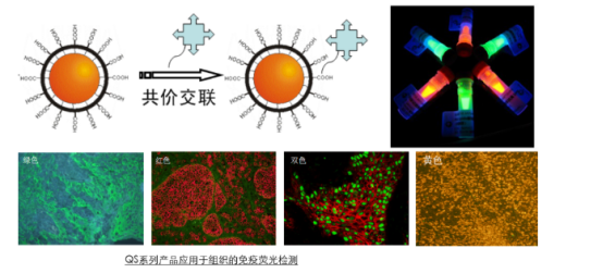 量子点标记的链霉亲和素