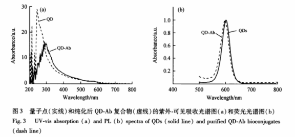 HBsAg抗体偶联CdSe量子点