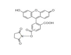5-Carboxyfluorescein succinimidyl ester; 5-FAM, SE/5(6)-羧基荧光素琥珀酰亚胺酯