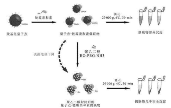 链酶亲和素标记的CdSe/ZnS量子点(SA-QDs)