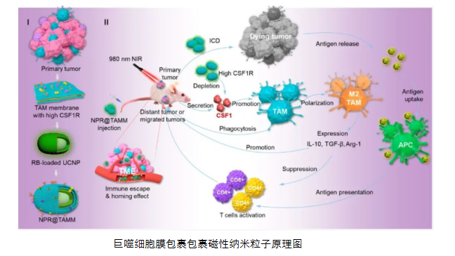 巨噬细胞细胞膜包裹磁性纳米粒子