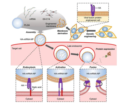 NIH3T3小鼠胚胎细胞膜包覆纳米粒