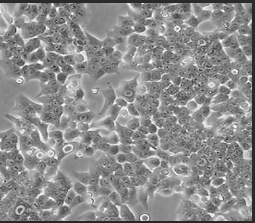 HCT116P53-/-结肠**细胞膜包覆纳米载体