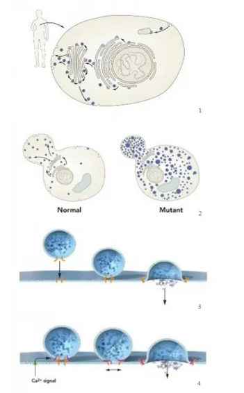 293T胚肾细胞膜修饰纳米囊泡