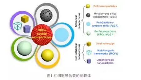 红细胞膜小鼠红细胞膜硅颗粒