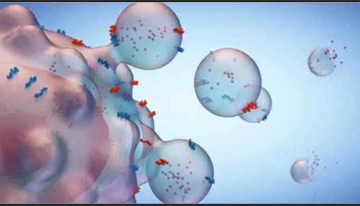 T细胞膜小鼠T细胞膜修饰纳米囊泡