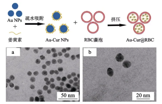 红细胞膜包裹金纳米颗粒负载姜黄素
