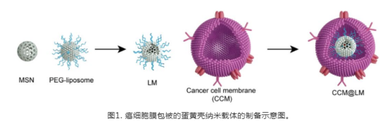 癌细胞膜包被的蛋黄壳纳米载体