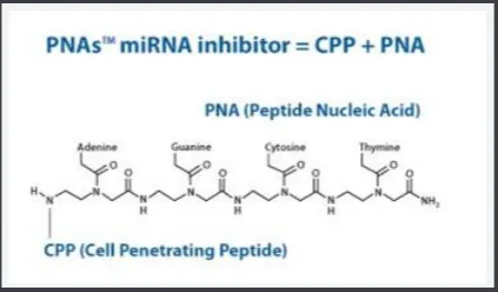 丙氨酸改性PNA肽核酸
