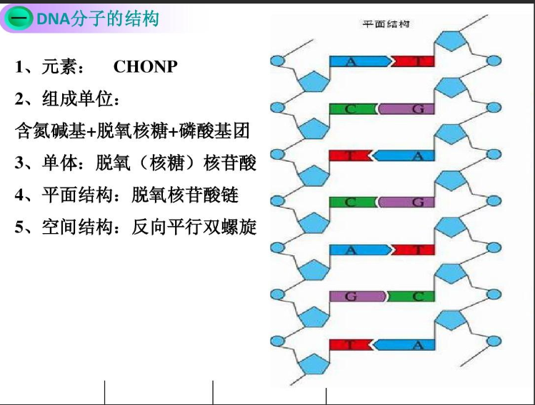 近红外硒化铅PbSe量子点修饰脱氧核糖核酸DNA