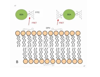 BSA-TRITC