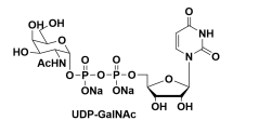 UDP-ALPHA-D-N-ACETYLGALACTOSAMINE UDP-ALPHA-D-N-ACETYLGALACTOSAMINE