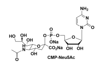 CMP-唾液酸钠盐 胞苷-5'-单磷酸-N-乙酰神经氨酸钠盐 cmp-nan