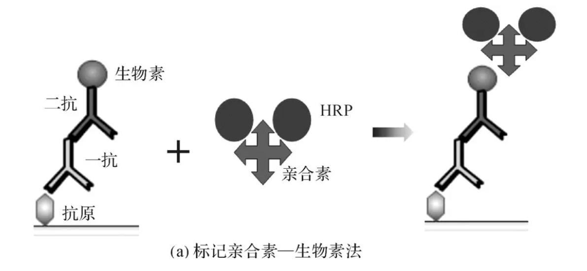 生物素-亲和素(biotin-avidin)