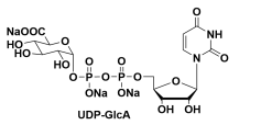 UDP糖 尿苷-5'-二磷酸葡糖醛酸三钠盐 UDP-glucuronic acid UDP糖 尿苷-5'-二磷酸葡糖醛酸三钠盐 UDP-glucuronic acid