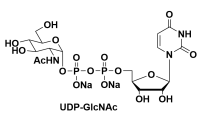 91183-98-1，UDP-N-acetylglucosamine，5′-二磷酸尿嘧啶核苷-N-乙酰半乳糖胺二钠盐