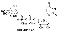 UDP-N-ACETYLGLUCOSAMINEDISODIUMSALT，尿苷二磷酸-N-乙酰氨葡萄糖二钠盐