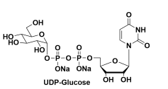 尿苷-5'-二磷酸葡萄糖二钠盐，UDP-α-D-Glucose, Disodium Salt，UDPG