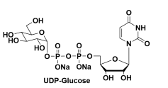 尿苷-5'-二磷酸葡萄糖二钠，Uridine-5ʹ-diphosphoglucose, 2Na, UDP-Glc