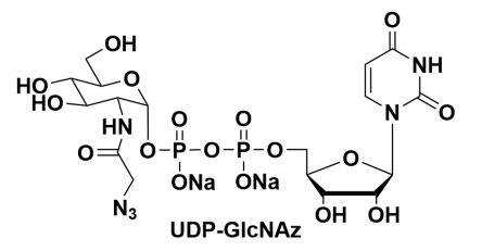 尿苷5'-二苯基-N-乙酰基叠氮葡糖胺二钠盐，Uridine 5’-diphopho-N-acetylazidoglucosamine disodium salt
