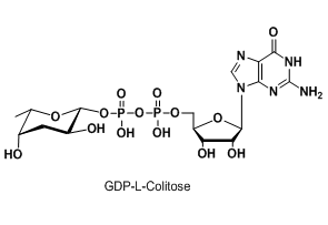 核苷酸标记3-脱氧-L-岩藻糖，二磷酸鸟嘌呤核苷修饰岩藻糖，GDP-L-Colitose