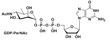 UDP-糖，GDP-PerNAc