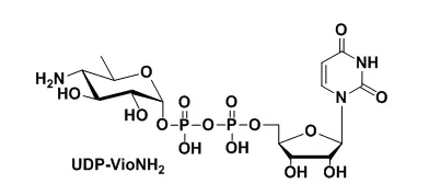 UDP-VioNH2，氨基功能化修饰尿苷二磷酸