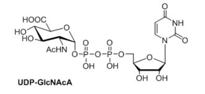 UDP-N-乙酰基-D葡萄糖氨酸，UDP-GlcNAcA