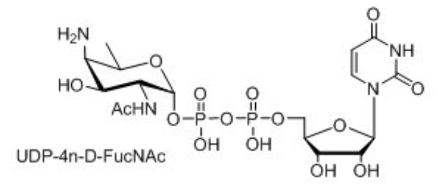 UDP-糖，UDP-D-XylNAc，UDP-4n-D-FucNAc，UDP-diBAcNAc