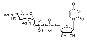 UDP-糖，UDP-D-XylNAc，UDP-4n-D-FucNAc，UDP-diBAcNAc