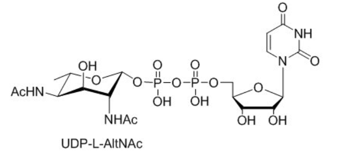 UDP-L-AltNAc，UDP-L-PneNAc，UDP-L-RhaNAc