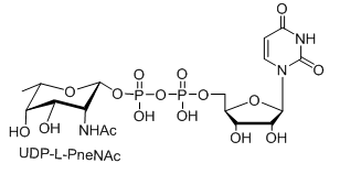 UDP-L-AltNAc，UDP-L-PneNAc，UDP-L-RhaNAc