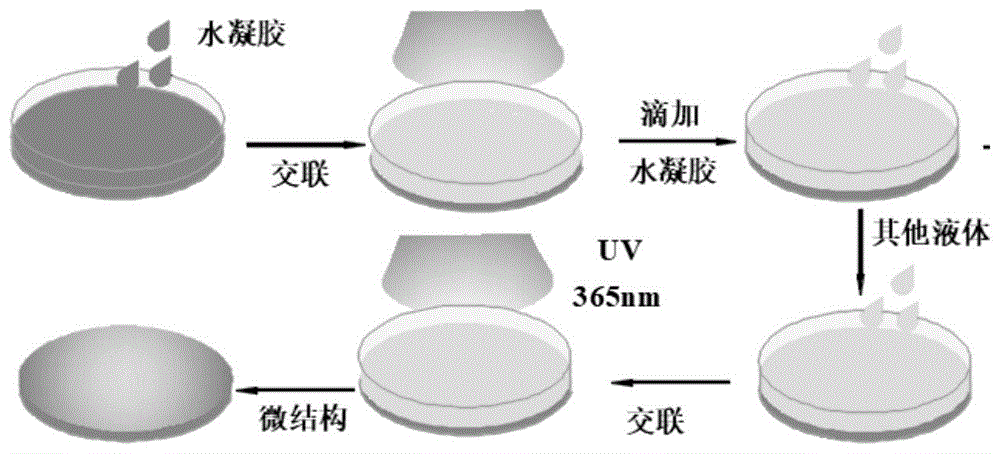 alginate-peg-glycyrrhetinic acid，Alginate-PEG-GA，海藻酸钠-聚乙二醇-甘草次酸