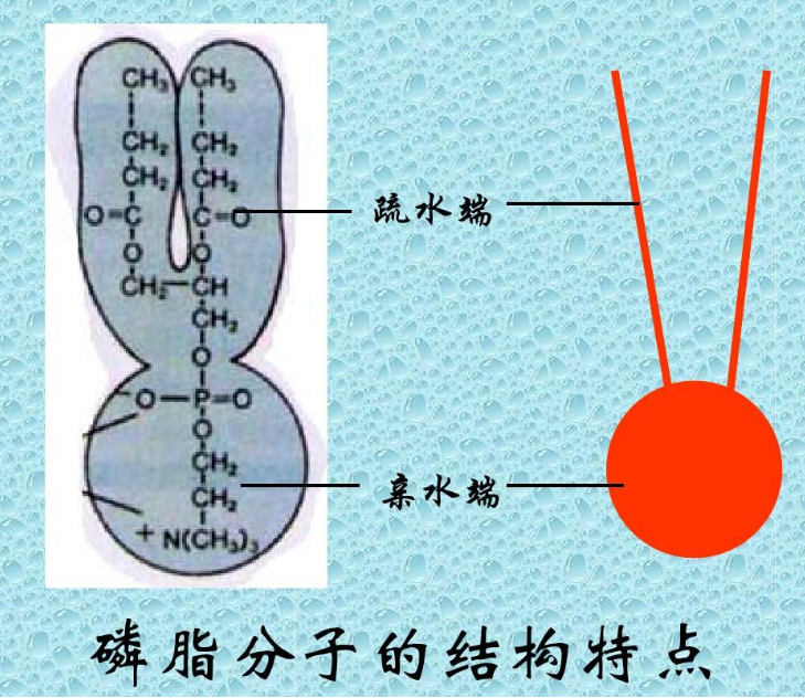 DPPC-PEG-CY7.5 