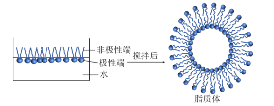 MAL标记的脂质体包载FITC/ICG/CY荧光染料