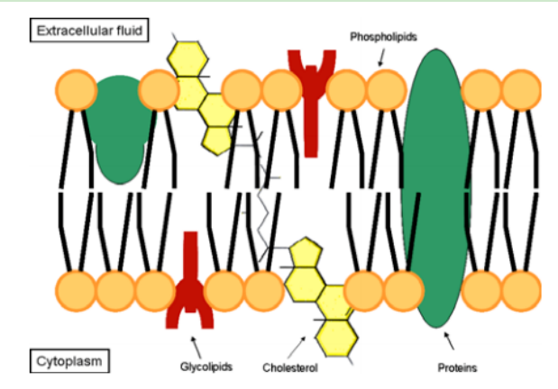 DSPE-PEG-PTP