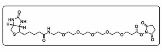 Biotin-PEG5-NHS ester